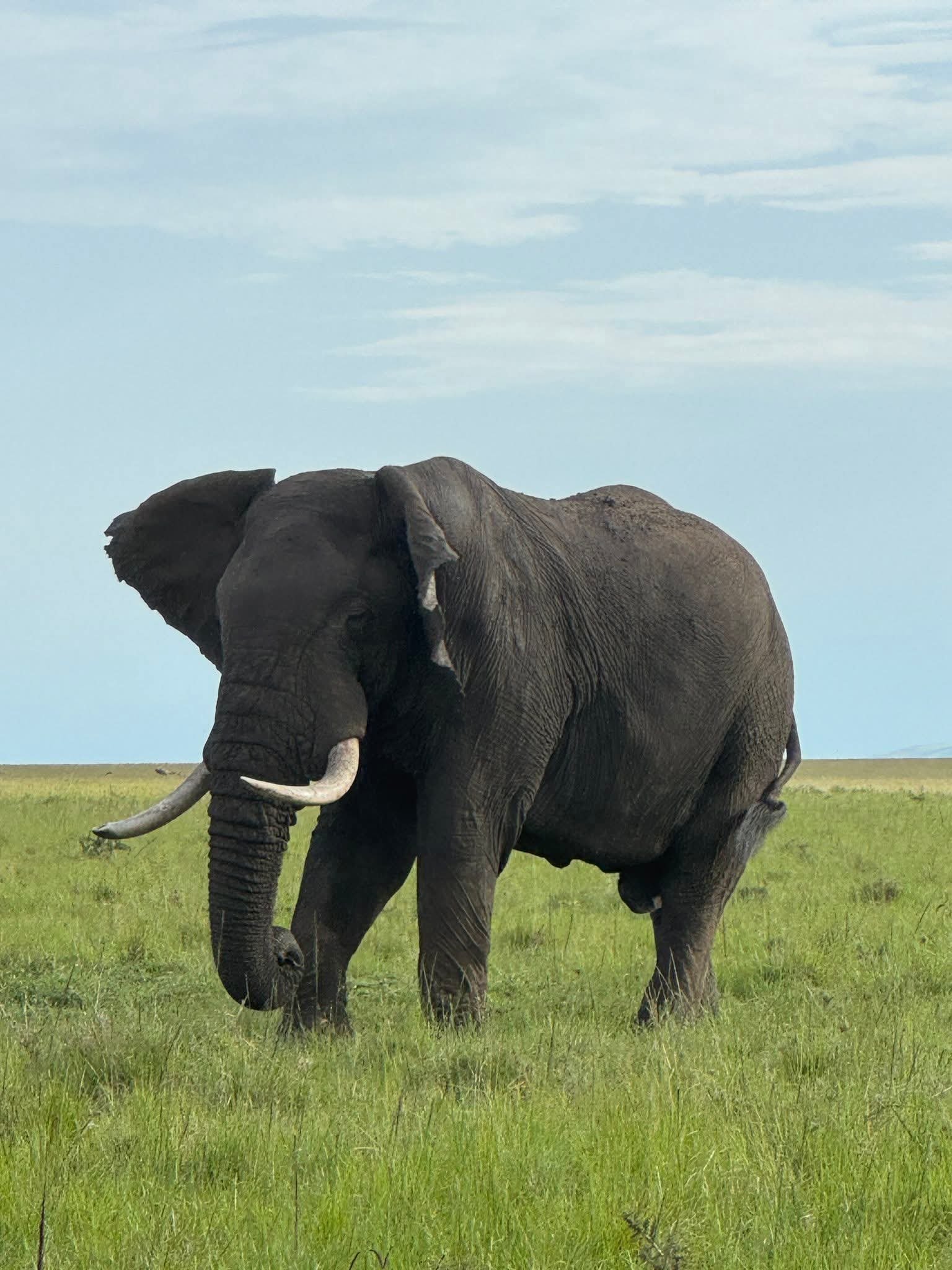 tsavo elephant