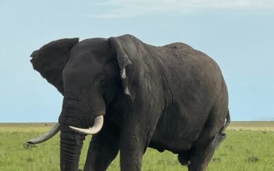 TSAVO WEST AND AMBOSELI SAFARI – 3 days